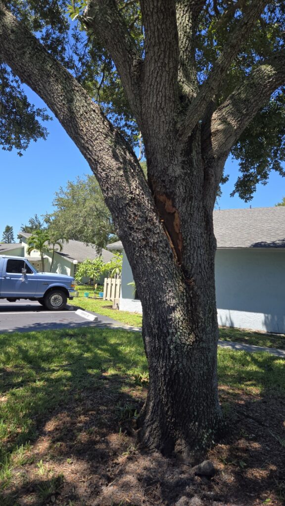 Lightning Strike Oak tree 