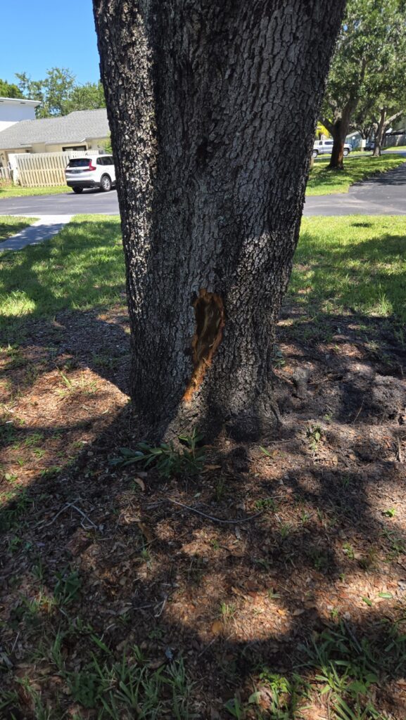 Lightning Strike Oak tree 