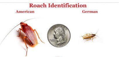 Roach size comparison